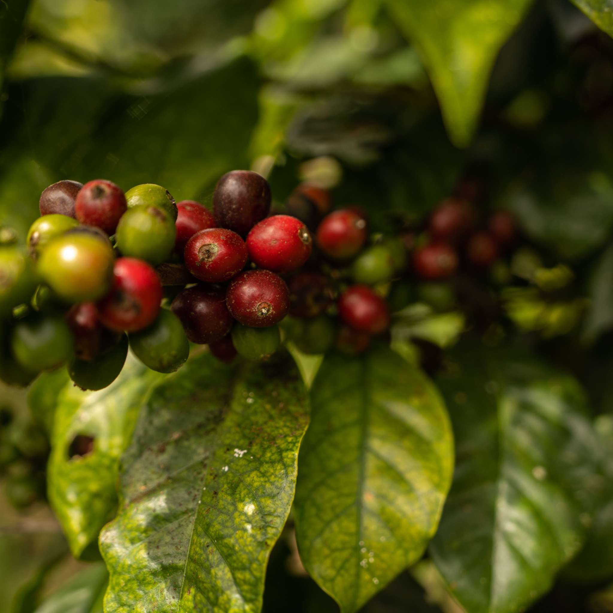 Curso Viaje al Origen (Septiembre 2025)