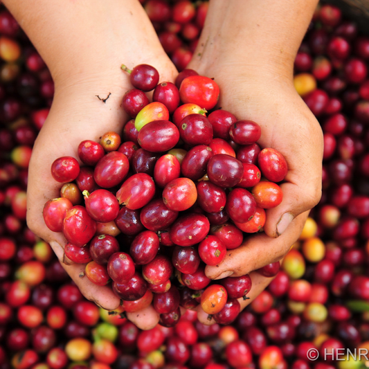 Curso Viaje al Origen (Septiembre 2025)